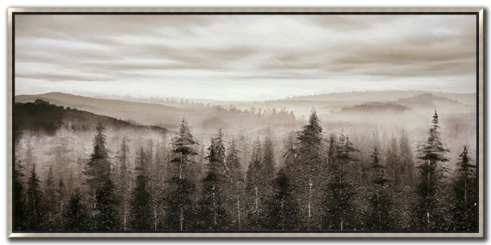 FOGGY MOUNTAIN PINES
