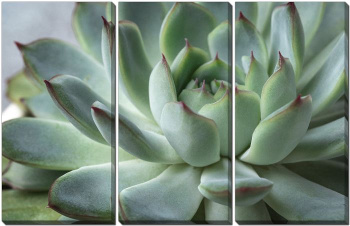 GREEN ECHEVERIA SUCCULENT